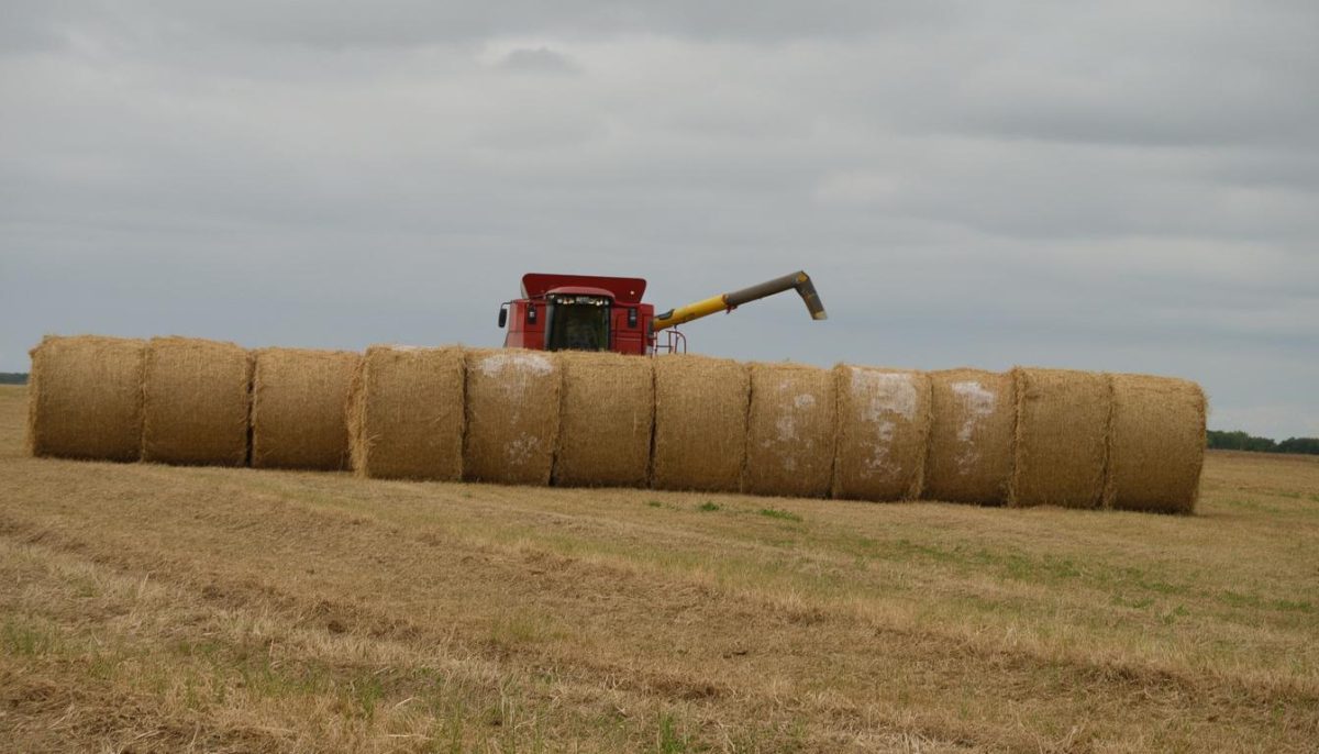 découvrez le prix actuel de la paille et les tendances du marché. analysez les facteurs influençant son coût et les prévisions de son évolution pour mieux comprendre ce secteur agricole.